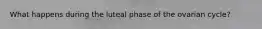 What happens during the luteal phase of the ovarian cycle?