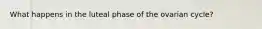 What happens in the luteal phase of the ovarian cycle?