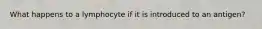 What happens to a lymphocyte if it is introduced to an antigen?