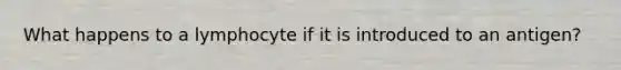 What happens to a lymphocyte if it is introduced to an antigen?