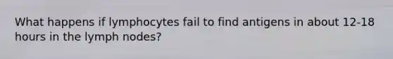 What happens if lymphocytes fail to find antigens in about 12-18 hours in the lymph nodes?