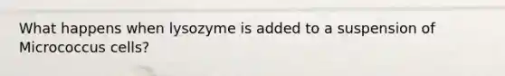 What happens when lysozyme is added to a suspension of Micrococcus cells?