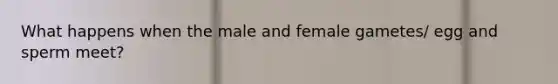 What happens when the male and female gametes/ egg and sperm meet?