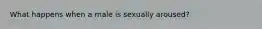 What happens when a male is sexually aroused?