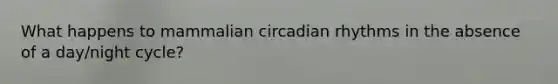 What happens to mammalian circadian rhythms in the absence of a day/night cycle?