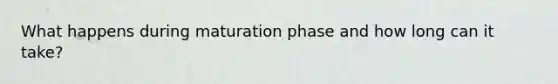 What happens during maturation phase and how long can it take?