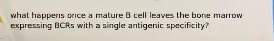 what happens once a mature B cell leaves the bone marrow expressing BCRs with a single antigenic specificity?