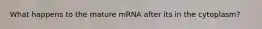 What happens to the mature mRNA after its in the cytoplasm?