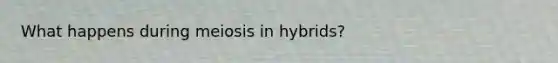 What happens during meiosis in hybrids?