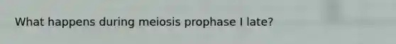 What happens during meiosis prophase I late?