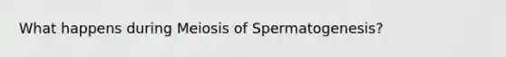 What happens during Meiosis of Spermatogenesis?