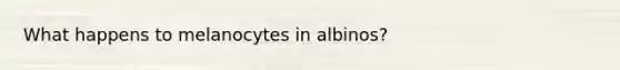 What happens to melanocytes in albinos?