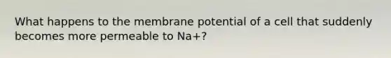 What happens to the membrane potential of a cell that suddenly becomes more permeable to Na+?