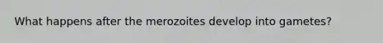 What happens after the merozoites develop into gametes?