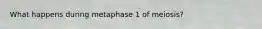 What happens during metaphase 1 of meiosis?