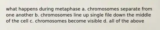 what happens during metaphase a. chromosomes separate from one another b. chromosomes line up single file down the middle of the cell c. chromosomes become visible d. all of the above