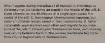 What happens during metaphase I of meiosis? A. Homologous chromosomes are randomly arranged in the middle of the cell. B. Sister chromatids are distributed in a single layer across the center of the cell. C. Homologous chromosomes separate, but sister chromatids remain joined at their centromeres. D. Sister chromatids separate from each other and migrate to opposite ends of the cell. E. Homologous chromosomes form, and crossing over occurs between them. F. The nuclear membrane begins to form around haploid sets of chromosomes.