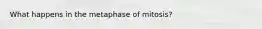 What happens in the metaphase of mitosis?