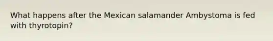 What happens after the Mexican salamander Ambystoma is fed with thyrotopin?