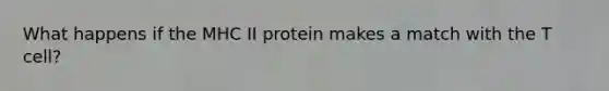 What happens if the MHC II protein makes a match with the T cell?