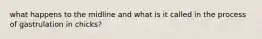 what happens to the midline and what is it called in the process of gastrulation in chicks?