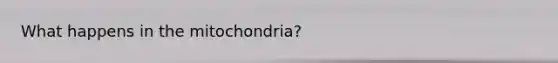 What happens in the mitochondria?