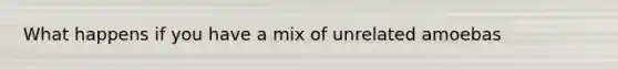 What happens if you have a mix of unrelated amoebas