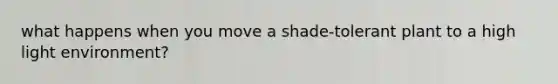 what happens when you move a shade-tolerant plant to a high light environment?