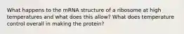 What happens to the mRNA structure of a ribosome at high temperatures and what does this allow? What does temperature control overall in making the protein?