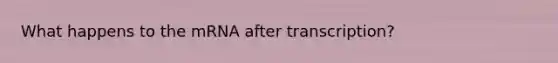 What happens to the mRNA after transcription?