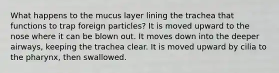 What happens to the mucus layer lining the trachea that functions to trap foreign particles? It is moved upward to the nose where it can be blown out. It moves down into the deeper airways, keeping the trachea clear. It is moved upward by cilia to the pharynx, then swallowed.