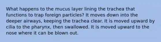 What happens to the mucus layer lining the trachea that functions to trap foreign particles? It moves down into the deeper airways, keeping the trachea clear. It is moved upward by cilia to the pharynx, then swallowed. It is moved upward to the nose where it can be blown out.