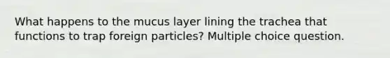 What happens to the mucus layer lining the trachea that functions to trap foreign particles? Multiple choice question.