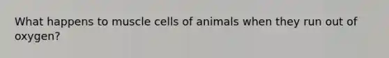What happens to muscle cells of animals when they run out of oxygen?
