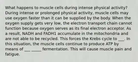 What happens to muscle cells during intense physical activity? During intense or prolonged physical activity, muscle cells may use oxygen faster than it can be supplied by the body. When the oxygen supply gets very low, the electron transport chain cannot function because oxygen serves as its final electron acceptor. As a result, NADH and FADH1 accumulate in the mitochondria and are not able to be recycled. This forces the Krebs cycle to ___. In this situation, the muscle cells continue to produce ATP by means of ___ _____ fermentation. This will cause muscle pain and fatigue.