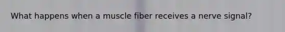 What happens when a muscle fiber receives a nerve signal?