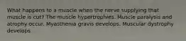 What happens to a muscle when the nerve supplying that muscle is cut? The muscle hypertrophies. Muscle paralysis and atrophy occur. Myasthenia gravis develops. Muscular dystrophy develops.