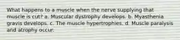 What happens to a muscle when the nerve supplying that muscle is cut? a. Muscular dystrophy develops. b. Myasthenia gravis develops. c. The muscle hypertrophies. d. Muscle paralysis and atrophy occur.