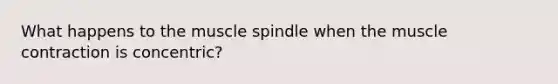 What happens to the muscle spindle when the muscle contraction is concentric?