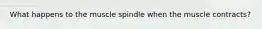 What happens to the muscle spindle when the muscle contracts?