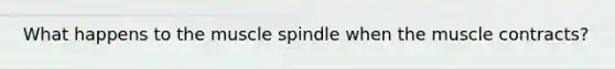 What happens to the muscle spindle when the muscle contracts?