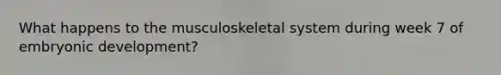 What happens to the musculoskeletal system during week 7 of embryonic development?