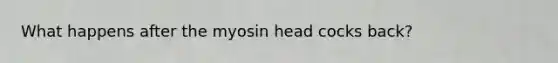 What happens after the myosin head cocks back?