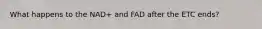 What happens to the NAD+ and FAD after the ETC ends?