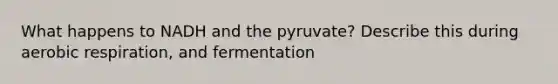 What happens to NADH and the pyruvate? Describe this during aerobic respiration, and fermentation