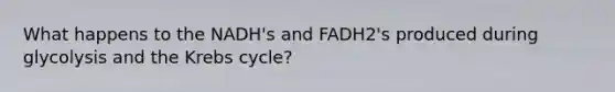 What happens to the NADH's and FADH2's produced during glycolysis and the Krebs cycle?