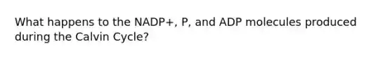 What happens to the NADP+, P, and ADP molecules produced during the Calvin Cycle?