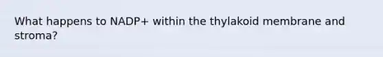 What happens to NADP+ within the thylakoid membrane and stroma?