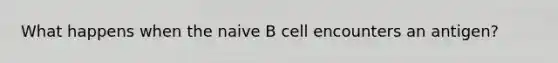 What happens when the naive B cell encounters an antigen?