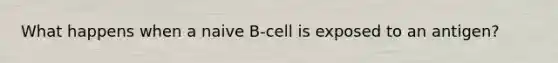 What happens when a naive B-cell is exposed to an antigen?